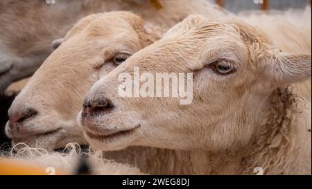 Two sheep standing together in a pen with a group of other sheep Stock Photo