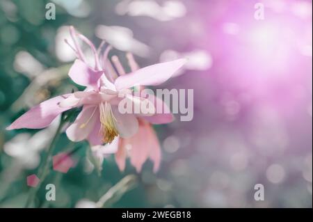 Aquilegia Vulgaris Aquilegia Waterspout Grows In The Garden And Is 