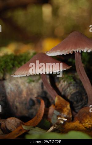 Wild mushrooms on forestfloor Stock Photo