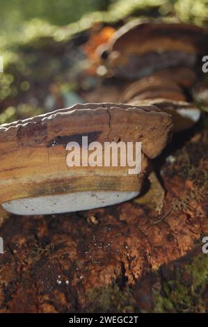 Wild mushrooms on forestfloor Stock Photo