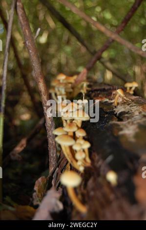 Wild mushrooms on forestfloor Stock Photo