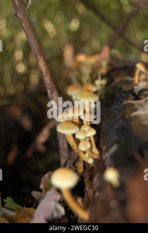 Wild mushrooms on forestfloor Stock Photo