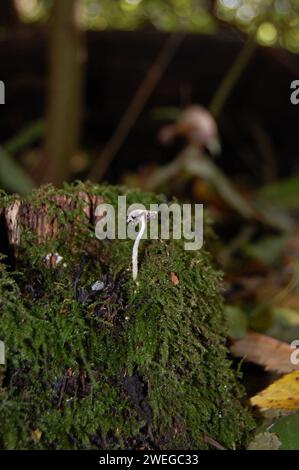 Wild mushrooms on forestfloor Stock Photo