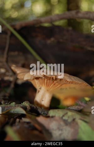 Wild mushrooms on forestfloor Stock Photo