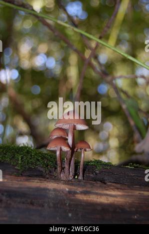 Wild mushrooms on forestfloor Stock Photo