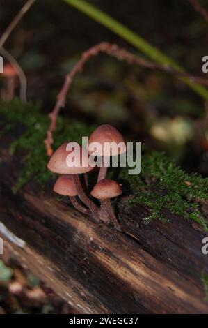 Wild mushrooms on forestfloor Stock Photo