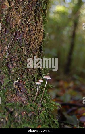 Wild mushrooms on forestfloor Stock Photo