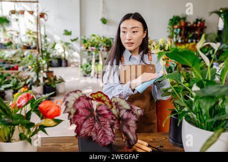 Startup small business concept. Charming young Korean woman owner standing wearing apron behind counter dusting the leaves of the plants with a rag in Stock Photo