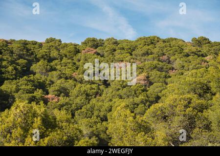 Pine forest in Sierra de Mijas Mountains with dead Aleppo pine trees. Southern Spain. Stock Photo