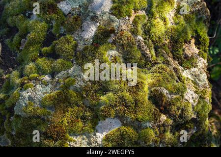 Rocks covered with moss mountains.Spain. Stock Photo