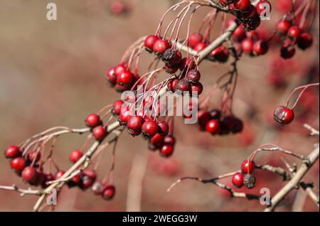 Red hawthorn berries, in winter sunlight, Spain. Stock Photo