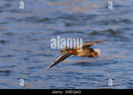 female mallard duck in flight over blue river (Anas platyrhynchos) Stock Photo