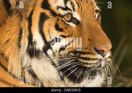 Malayan tiger, Woodland Park Zoo, Seattle, Washington Stock Photo