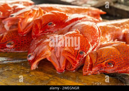 Rose spotted snapper freshly caught in a fish market Stock Photo