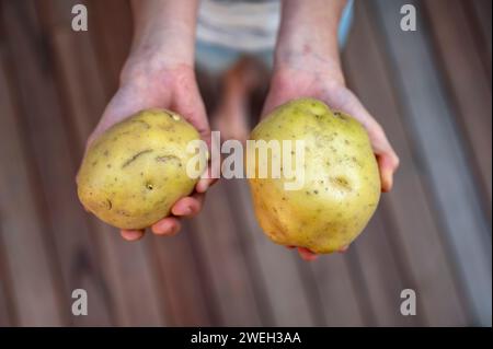 Overhead view of hands of a child holding a potato in each hand. Conceptual image of hunger, poverty and charity. Stock Photo
