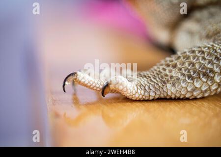 Close up of a bearded dragon's scaly leg, showing claws Stock Photo
