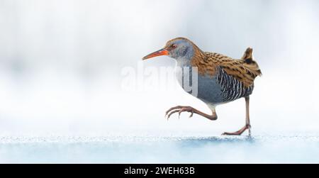 Water Rail Rallus aquaticus running on the ice and on the frozen surface of the lake, amazing rare photo, the best photo. Stock Photo
