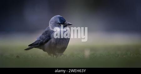 Jackdaw Corvus monedula walks through the grass looking for food, the best photo. Stock Photo