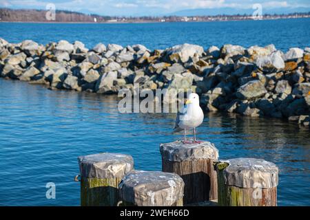 Seascape in sunny day, White Rock, BC, Canada. There are shore with rocks, seagull and blue sky seen in image Stock Photo