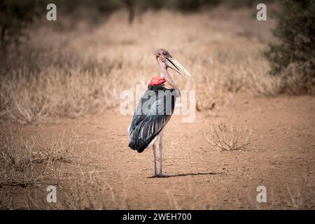 walking marabou stork in the african savannah Stock Photo