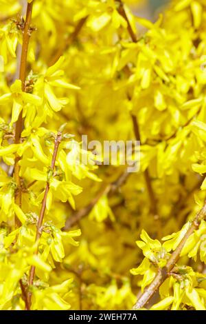 Yellow Forsythia flowers on the bush. Beautiful Syringa flowers, selective focus. Stock Photo