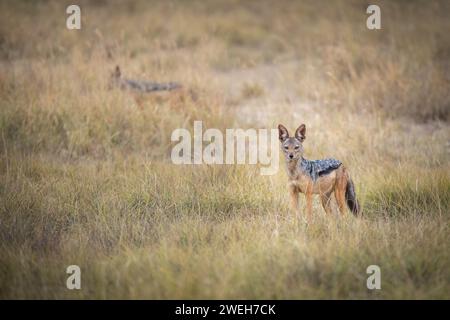 black-backed jackal in african savannah Stock Photo