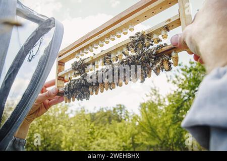 Beekeeping queen cell for larvae of queen bees. beekeeper in apiary with frame with sealed queen bees, ready to go out for breeding bee queens. Soft f Stock Photo
