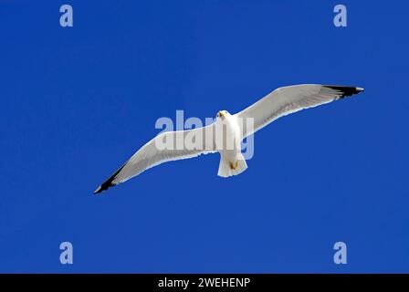 an adult herring gull (Larus Argentatus) flies, sails in the blue sky Stock Photo
