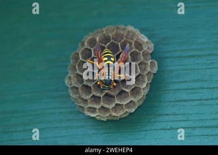 a house field wasp (Polistes dominula) on the nest Stock Photo