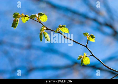 a branch with very young leaves of a common hornbeam (Carpinus betulus) in early spring Stock Photo