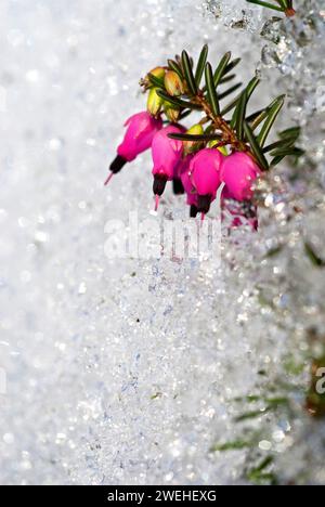 winter heath, winter-flowering heather, spring heath or alpine heath (Erica carnea) in snow Stock Photo