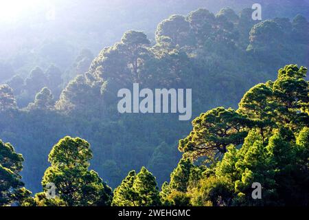 forest of Canary Island pines (Pinus canariensis) against the light, La Palma, Canary Islands, Spain Stock Photo