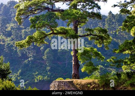 a single large Canary Island pine (Pinus canariensis) near Barlovento, La Palma, Canary Islands, Spain Stock Photo