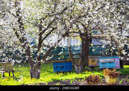 Blossoming garden with apiary. Bees spring under the flowering trees of apple trees. Red tulips on the background of hives. Soft focus. Blured picture Stock Photo