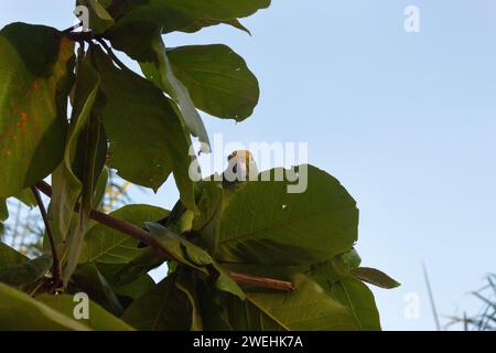 Yellow crowned amazon green parrot  into a tree with blue sky at background Stock Photo