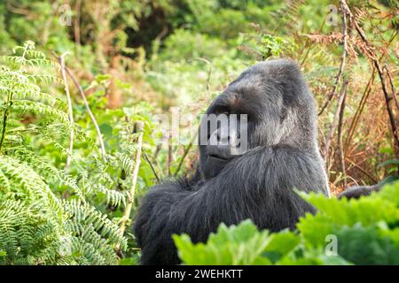 Mountain gorillas in the Mgahinga national park. Rare gorillas are hiding in the forest. Gorillas safari in Uganda. Stock Photo