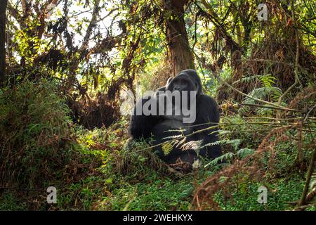 Mountain gorillas in the Mgahinga national park. Rare gorillas are hiding in the forest. Gorillas safari in Uganda. Stock Photo