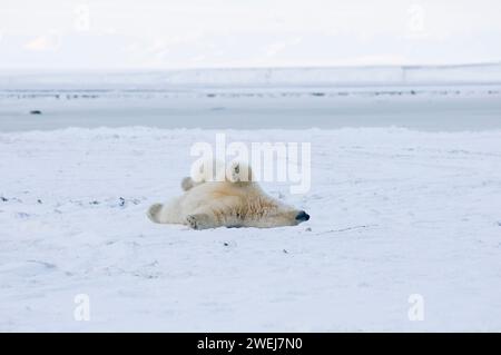 A young polar bear, Ursus maritimus, rolls around on the newly formed pack ice to either scratch or groom itself, 1002 area of the ANWR Alaska Stock Photo
