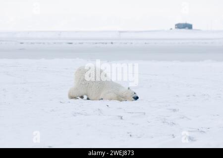 A young polar bear, Ursus maritimus, rolls around on the newly formed pack ice to either scratch or groom itself, 1002 area of the ANWR Alaska Stock Photo