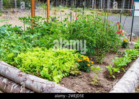 A fenced-in raised bed vegetable and flower garden, including lettuce, greens, tomatoes, beets, herbs, and marigolds, helps provide food security. Stock Photo