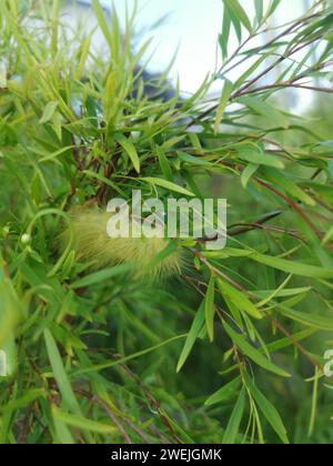 Yellow hairy caterpillar on willow leaves. Stock Photo