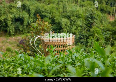 A bamboo basket containing full of freshly harvested green tea buds on plantation background. Vietnamese traditional drinks. Advertising photo, copy s Stock Photo