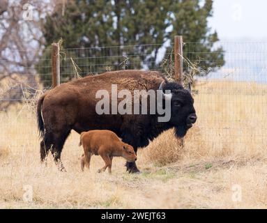 A young Bison walks by a large Bison near a fenced in area of Rocky Mountain Arsenal Wildlife Refuge in Colorado. Stock Photo