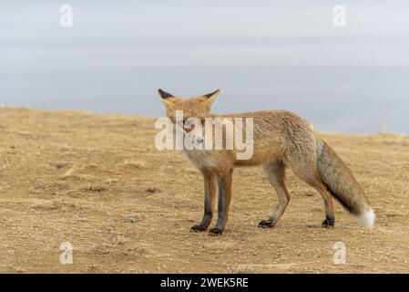 Wild fox in the steppe on the background of a reservoir. Stock Photo