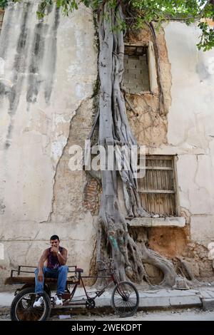 A large tree growing over an abandoned house in old Havana, Cuba. Stock Photo