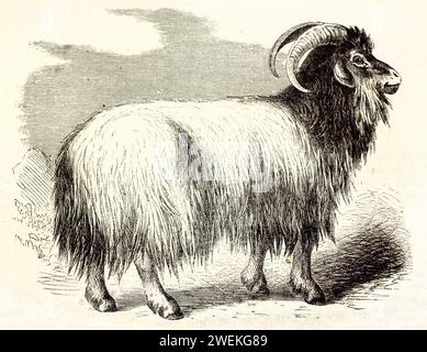 Old engraved illustration of Cashmere Goat. Created by Kretschmer and Illner, published on Brehm, Les Mammifers, Baillière et fils, Paris, 1878 Stock Photo