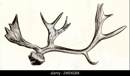 Old engraved illustration of Reindeer antler. By unknown author, published on Brehm, Les Mammifers, Baillière et fils, Paris, 1878 Stock Photo