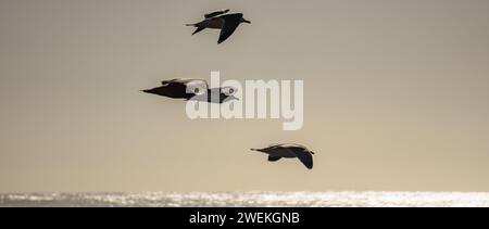 A group of birds soaring above a sandy beach with a serene body of water in the distance. Stock Photo