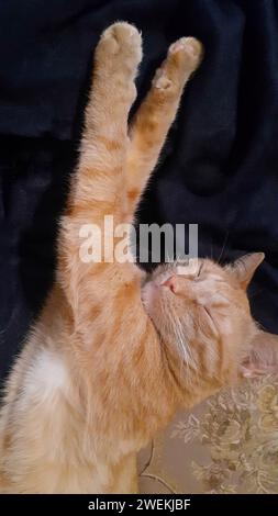 Adorable ginger cat lying of sofa. Vertical Stock Photo