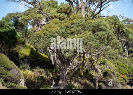 ancient red gum eucalyptus tree growing on a river bank on a sustainable agricultural farm Stock Photo